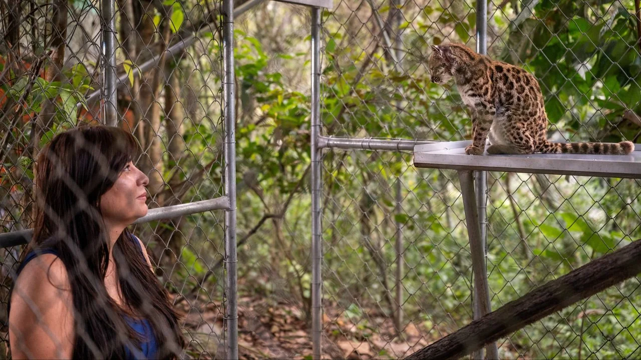 Pensaban que era un gatito común, pero atacaba gallinas y maullaba raro: el ADN confirmó que se trataba de un animal nunca antes descubierto