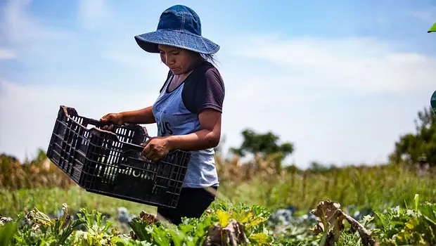 Tres de cada cuatro productores de alimentos, endeudados: créditos para comprar comida | La paradoja de la crisis