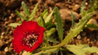 El tesoro milenario que estaba dentro de una vasija y revoluciona la historia de la botánica El tesoro milenario que estaba dentro de una vasija y revoluciona la historia de la botánica