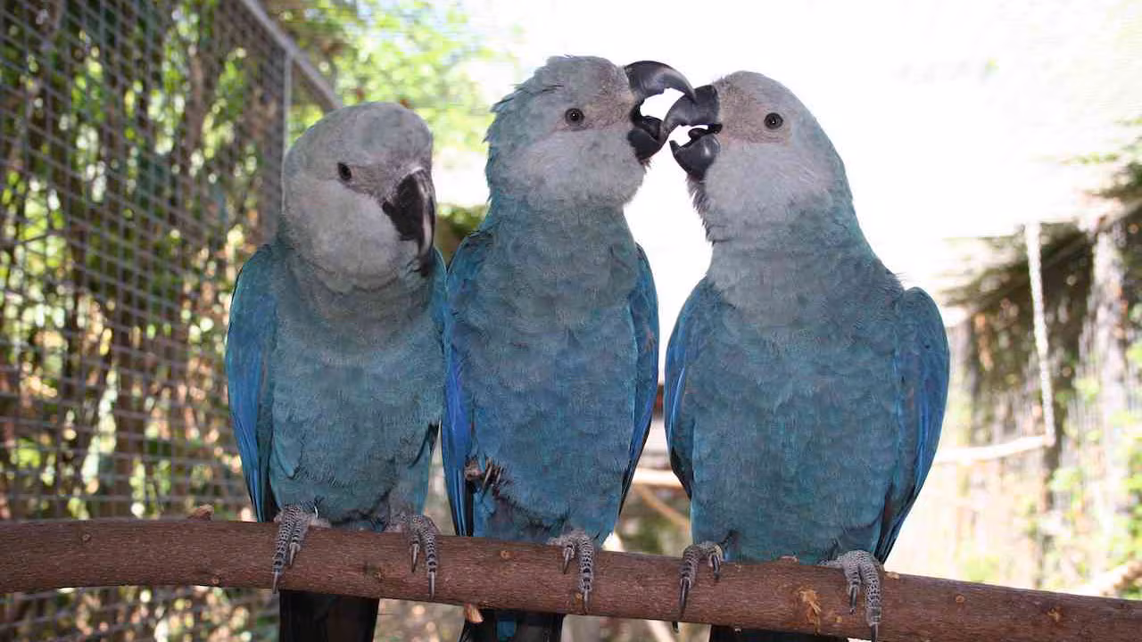 Guacamayo de Spix.