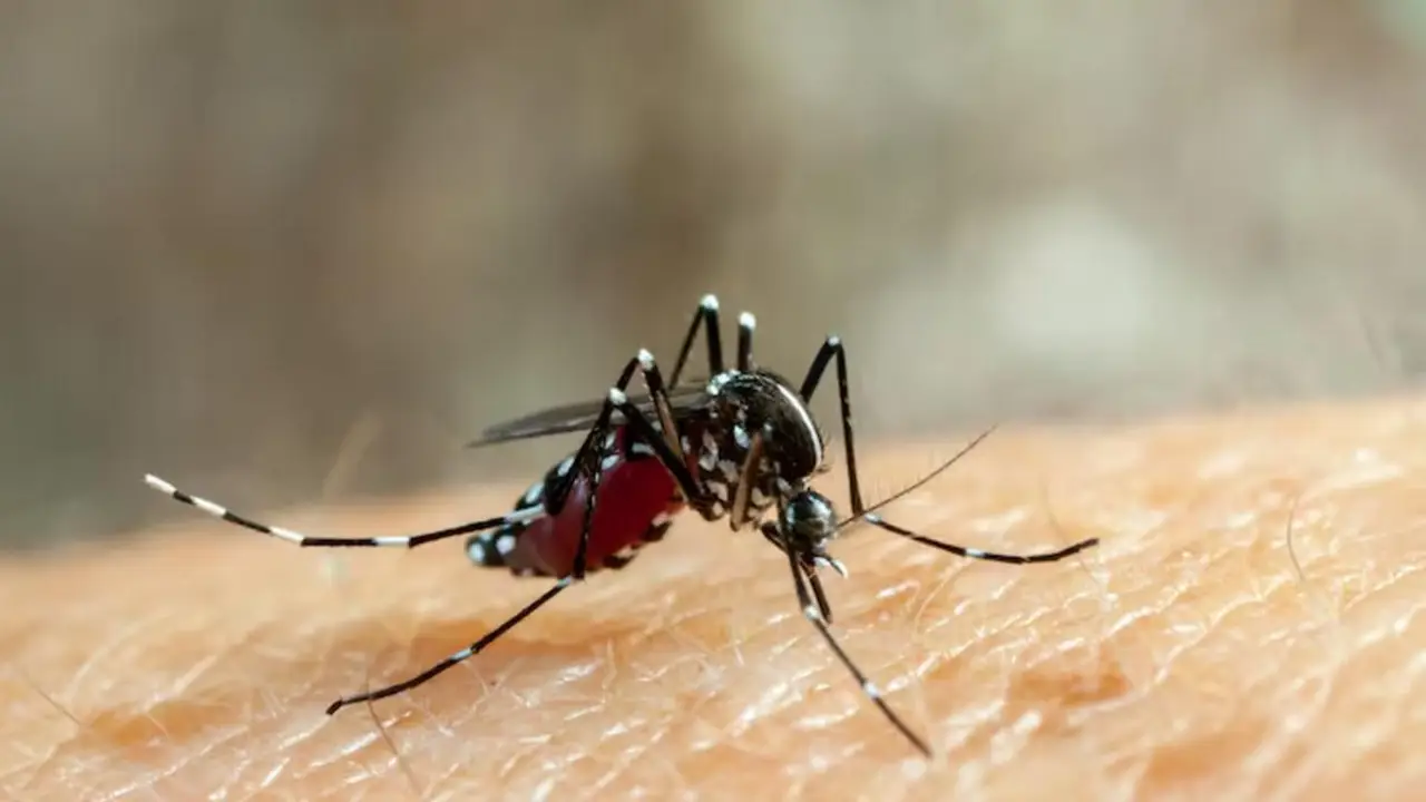 Dengue: la Ciudad presentó una línea para reportar posibles criaderos de mosquitos