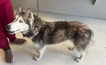 Desapareció como cachorra y 12 años después regresó | Animales