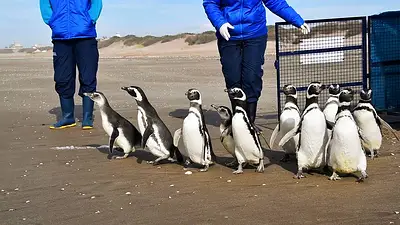 Pingüinos. Pingüinos.