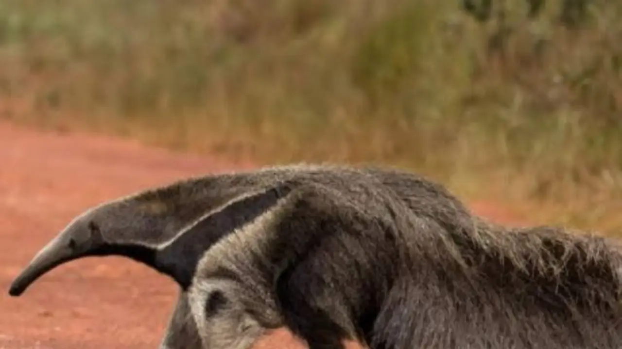 Invasión, ataque y sanción inédita: entraron a una reserva de Salta, atacaron a un oso hormiguero y deberán pagar los daños
