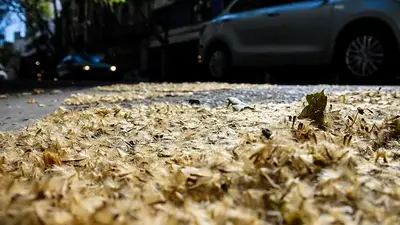 Alergias de primevara: crean un mapa para identificar las calles con mayor presencia de plátanos Alergias de primevara: crean un mapa para identificar las calles con mayor presencia de plátanos