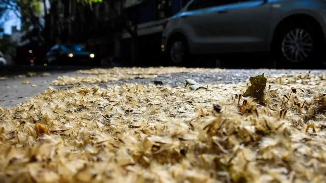 Alergias de primevara: crean un mapa para identificar las calles con mayor presencia de plátanos