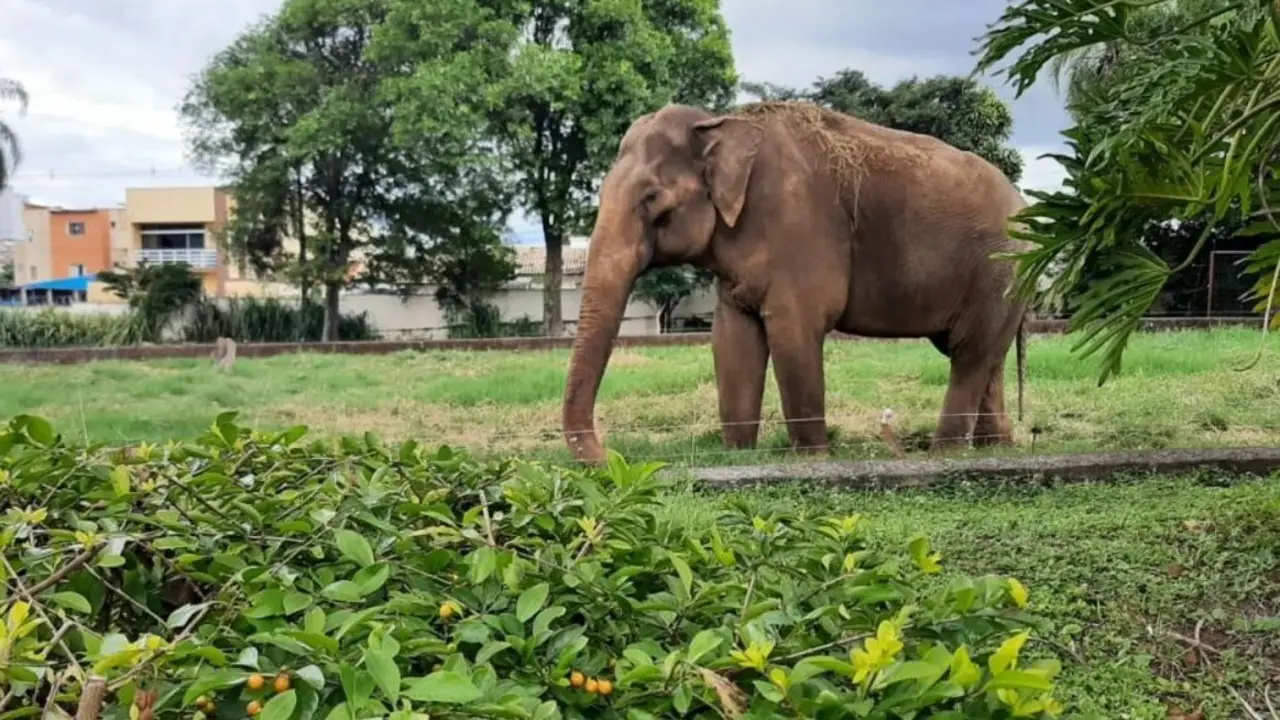 Recorrió 1600 km para ser libre: la conmovedora historia de Sandro, el elefante que vivió 40 años en un zoológico