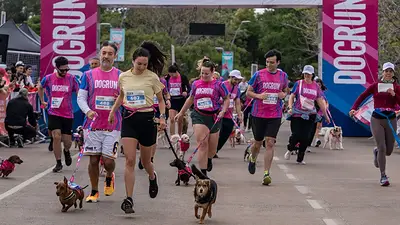 Dogrun. Dogrun.