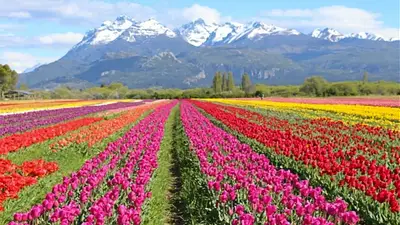 Campo de Tulipanes. Campo de Tulipanes.