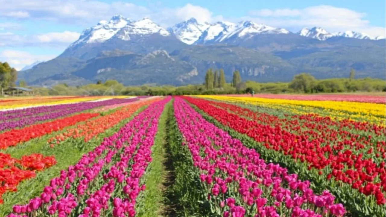 Campo de Tulipanes.
