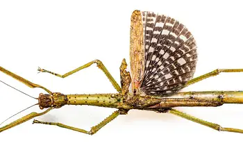 Descubren dos nuevas especies en Australia y alertan por su extinción | Animales