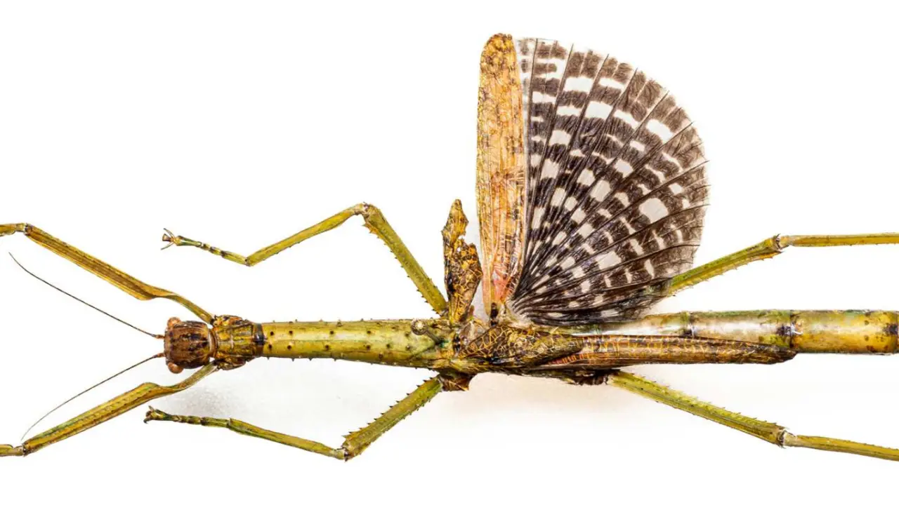 Insecto palo.