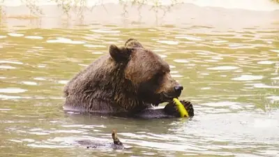 Vinieron a Córdoba para atender a un oso con cáncer y les robaron equipos por más de 10 mil dólares Vinieron a Córdoba para atender a un oso con cáncer y les robaron equipos por más de 10 mil dólares