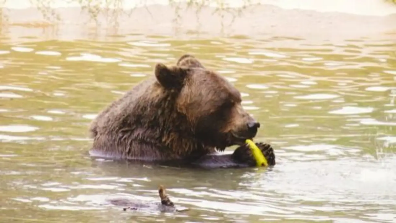 Vinieron a Córdoba para atender a un oso con cáncer y les robaron equipos por más de 10 mil dólares