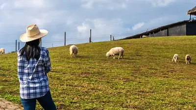 Buscan voluntarios para vivir gratis en Portugal a cambio de cuidar animales Buscan voluntarios para vivir gratis en Portugal a cambio de cuidar animales