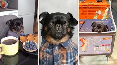 Quién es Charlie The Griffon. Quién es Charlie The Griffon.