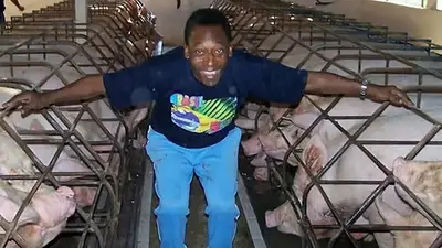 Pelé compró una estancia de 700 hectáreas rodeada por la Mata Atlántica y la usó para criar peces, cerdos y ganado Pelé compró una estancia de 700 hectáreas rodeada por la Mata Atlántica y la usó para criar peces, cerdos y ganado