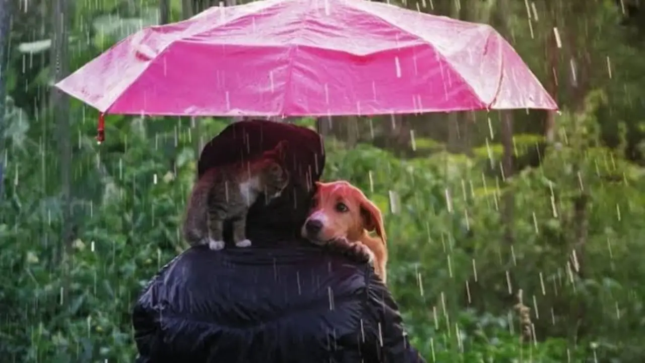 Qué les pasa a los perros y gatos cuando llueve. 