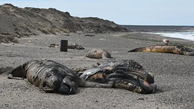 Alerta por la muerte récord de ballenas en Puerto Madryn: cuál es la bacteria que analizan | Ballenas francas australes