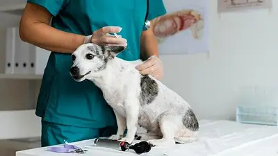 Cuáles son los errores principales a la hora de una consulta veterinarias. Cuáles son los errores principales a la hora de una consulta veterinarias.