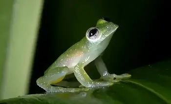 Descubren en Brasil una nueva especie de rana de cristal | Animales