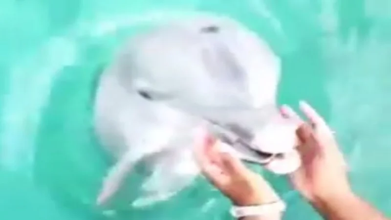 Video: se le cayó el celular al mar y un delfín se lo devolvió