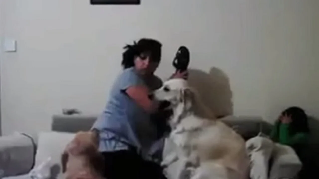 El mejor amigo del hombre: sus perros interceden para que la madre no lo golpee