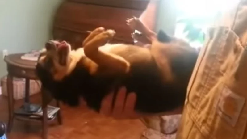 Este perrito tendría que ganar un Oscar por su actuación