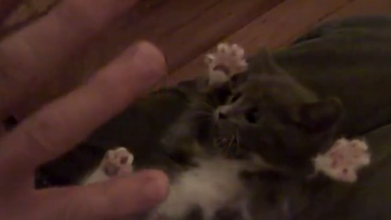 El video del gatito más tierno que no podés dejar de mirar una y otra vez