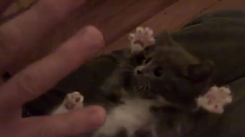 El video del gatito más tierno que no podés dejar de mirar una y otra vez