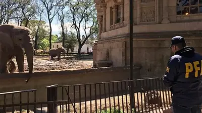 Allanaron el Ecoparque de Larreta y alertan que puede morir un elefante Allanaron el Ecoparque de Larreta y alertan que puede morir un elefante