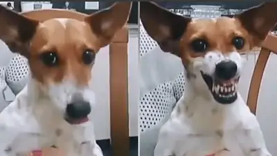 Video viral: Luna, la perra que gruñe al escuchar "Macri" Video viral: Luna, la perra que gruñe al escuchar "Macri"