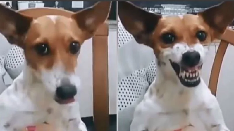 Video viral: Luna, la perra que gruñe al escuchar "Macri"