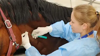 Coronavirus: qué es el suero equino que nombró Alberto Fernández Coronavirus: qué es el suero equino que nombró Alberto Fernández