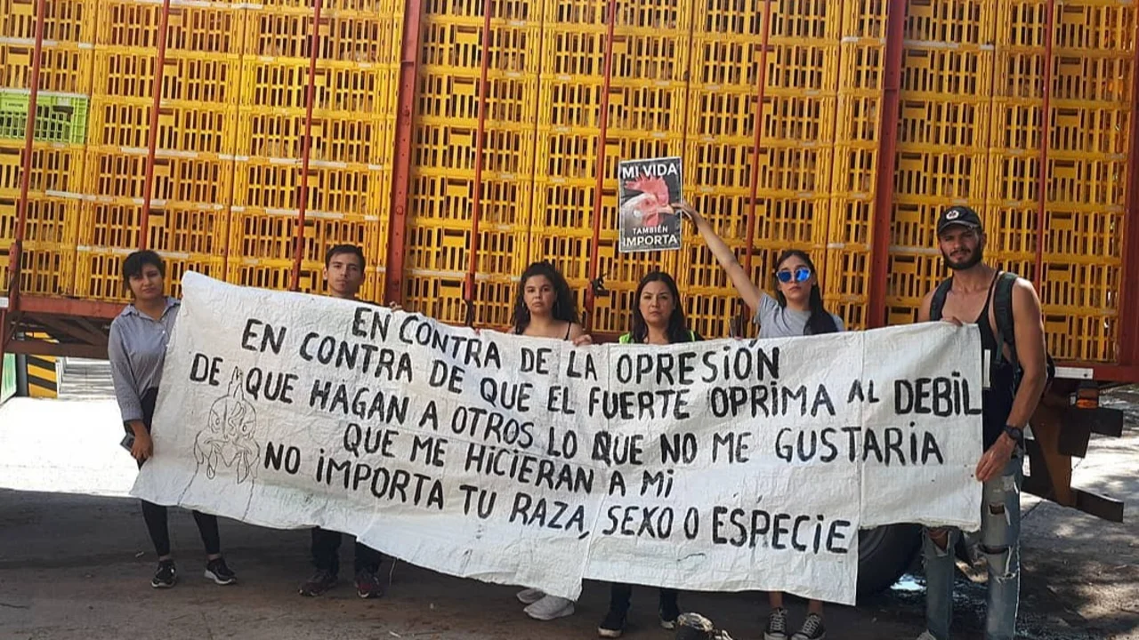 "¿Vos también queres cobrar?": feroz enfrentamiento entre carniceros y veganos por una protesta frente a un frigorífico