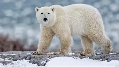 Tristeza en el mundo animal: la extinción de los osos polares es casi irreversible Tristeza en el mundo animal: la extinción de los osos polares es casi irreversible