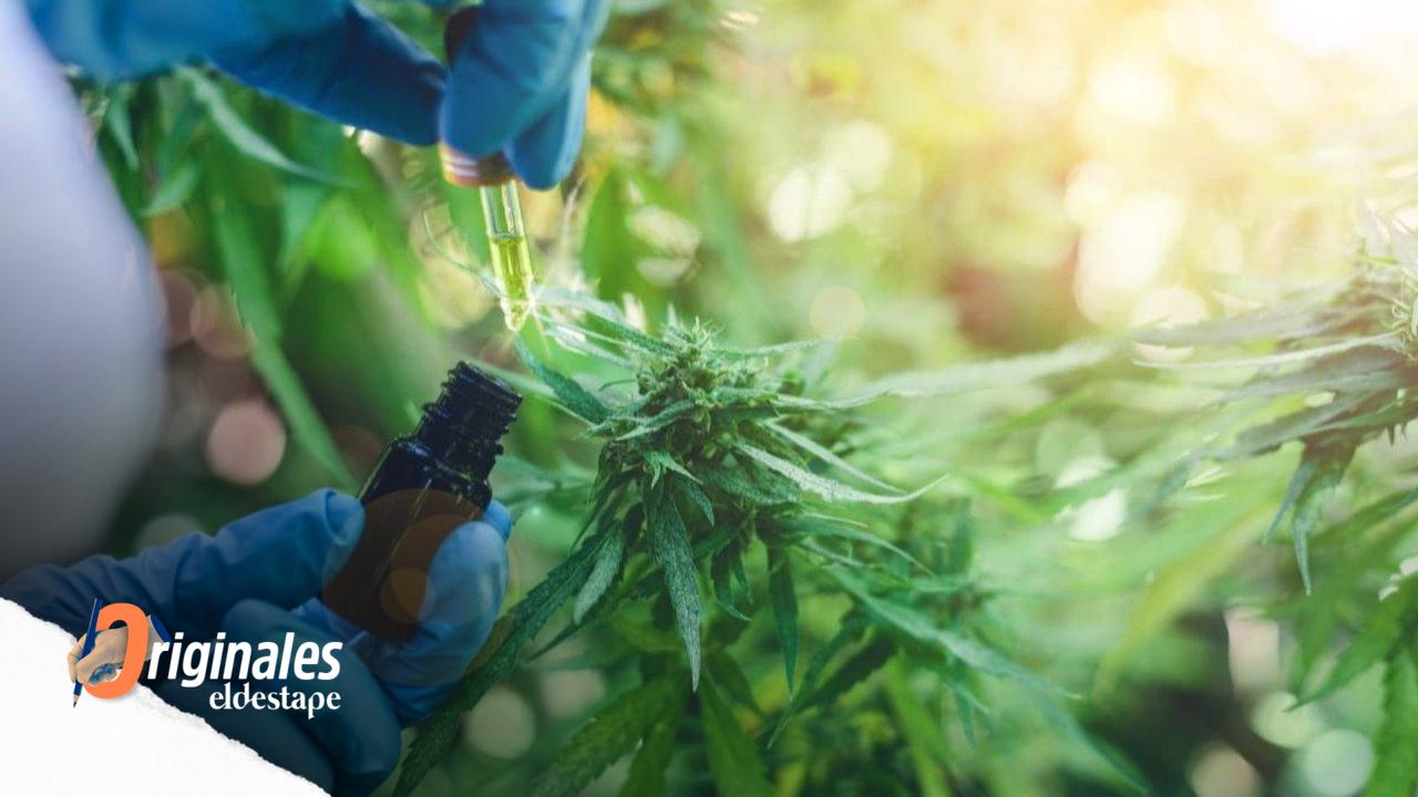 La industria cannábica se abre paso en el país y podría generar exportaciones por USD 1000 millones en una década