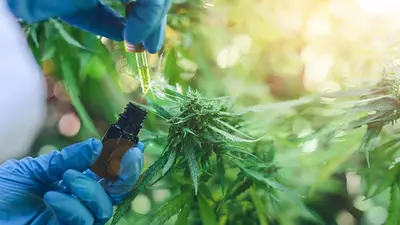 Cannabis Medicinal: presentan proyecto de ley con enfoque integral y productivo Cannabis Medicinal: presentan proyecto de ley con enfoque integral y productivo