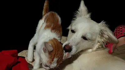 Hospital público de animales: cómo será y quiénes impulsan el proyecto de ley en Mendoza Hospital público de animales: cómo será y quiénes impulsan el proyecto de ley en Mendoza