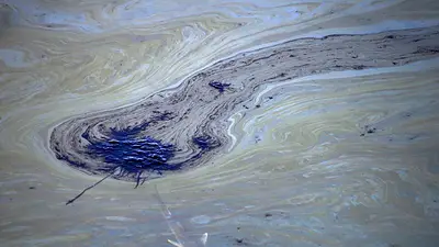 Derrame de petróleo causa catástrofe ambiental en California: mata fauna y daña humedales Derrame de petróleo causa catástrofe ambiental en California: mata fauna y daña humedales