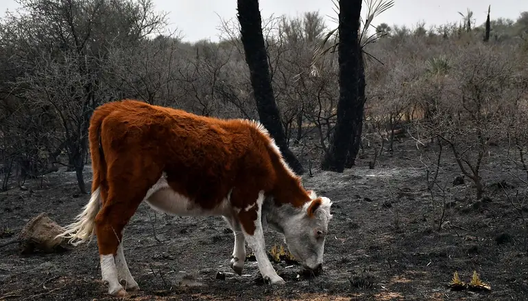 Causas de los incendios en Córdoba: la política y el agro, detrás del fuego