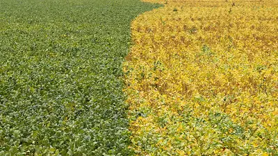 Siembra de soja en Brasil alcanza el 10% para campaña 2021/2022 Siembra de soja en Brasil alcanza el 10% para campaña 2021/2022