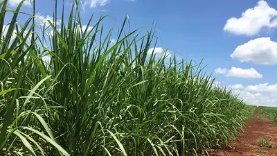 Producción de azúcar de Brasil cae 19% a fines de septiembre, algunos ingenios cierran Producción de azúcar de Brasil cae 19% a fines de septiembre, algunos ingenios cierran