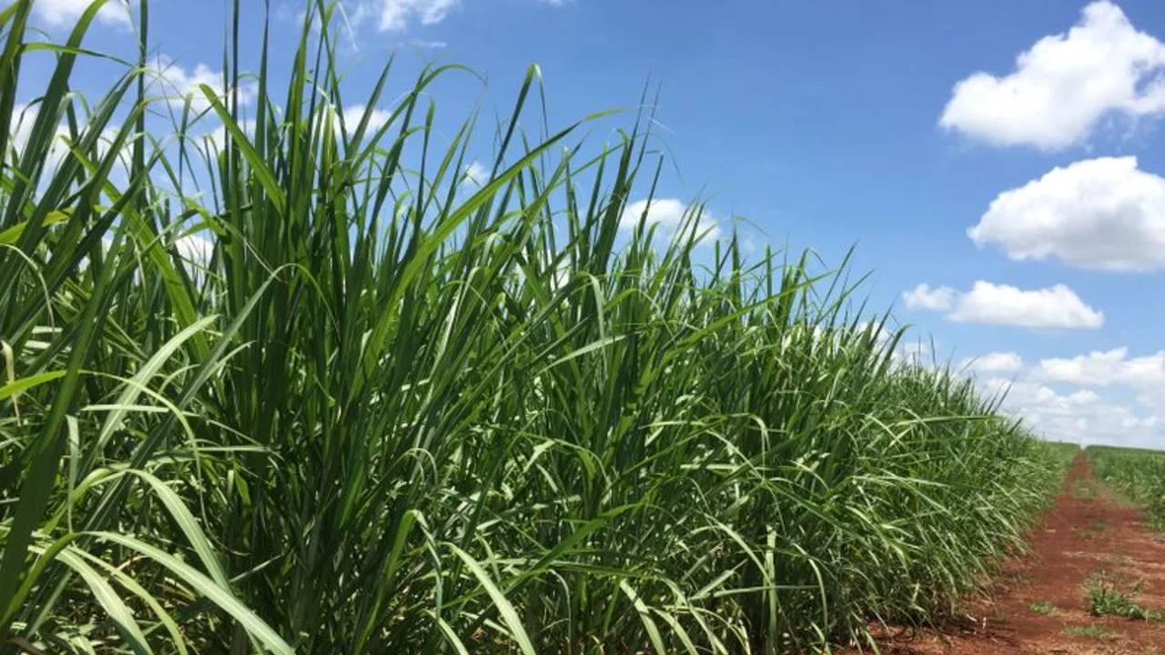 Producción de azúcar de Brasil cae 19% a fines de septiembre, algunos ingenios cierran