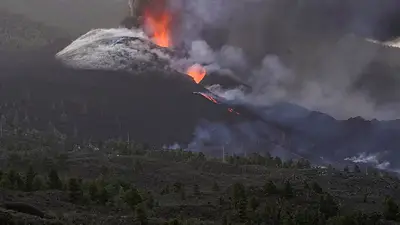 Varios perros aislados por la lava en La Palma reciben comida mediante drones Varios perros aislados por la lava en La Palma reciben comida mediante drones