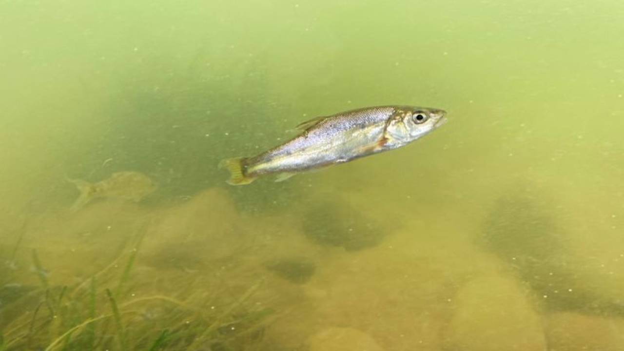 Los retos de la biodiversidad china más allá de la cumbre de la ONU