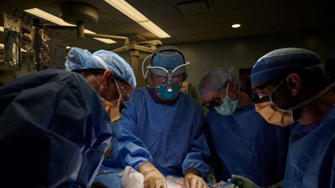 Transplantan con éxito el riñón de un cerdo a un paciente humano: el primer caso en el mundo