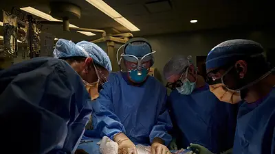 Transplantan con éxito el riñón de un cerdo a un paciente humano: el primer caso en el mundo Transplantan con éxito el riñón de un cerdo a un paciente humano: el primer caso en el mundo