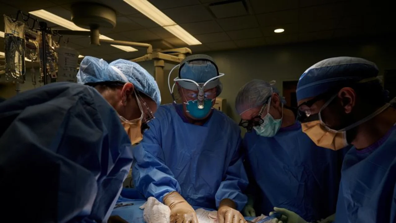 Transplantan con éxito el riñón de un cerdo a un paciente humano: el primer caso en el mundo