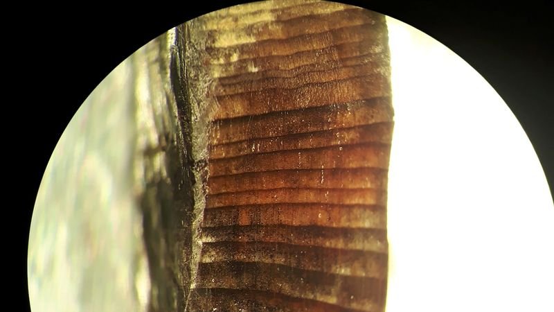 Adiós, Cristóbal Colón: Vikingos cruzaron el Atlántico hace 1.000 años